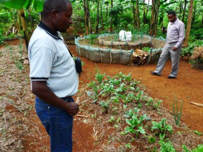 Permaculture kitchen gardens