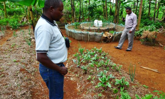 Permaculture kitchen gardens