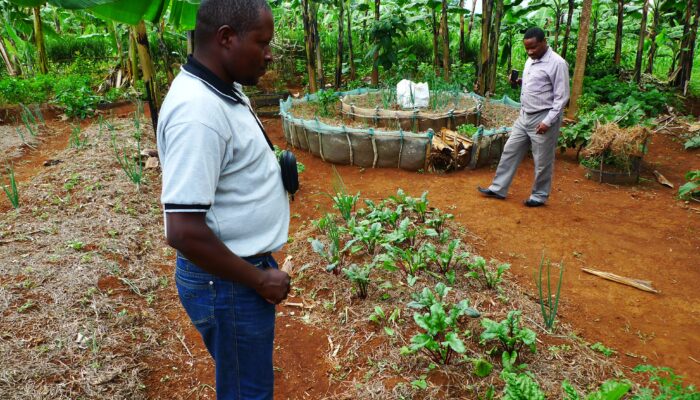 Permaculture kitchen gardens